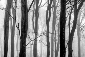 3447_Peter Helmut Larsen_The_forest